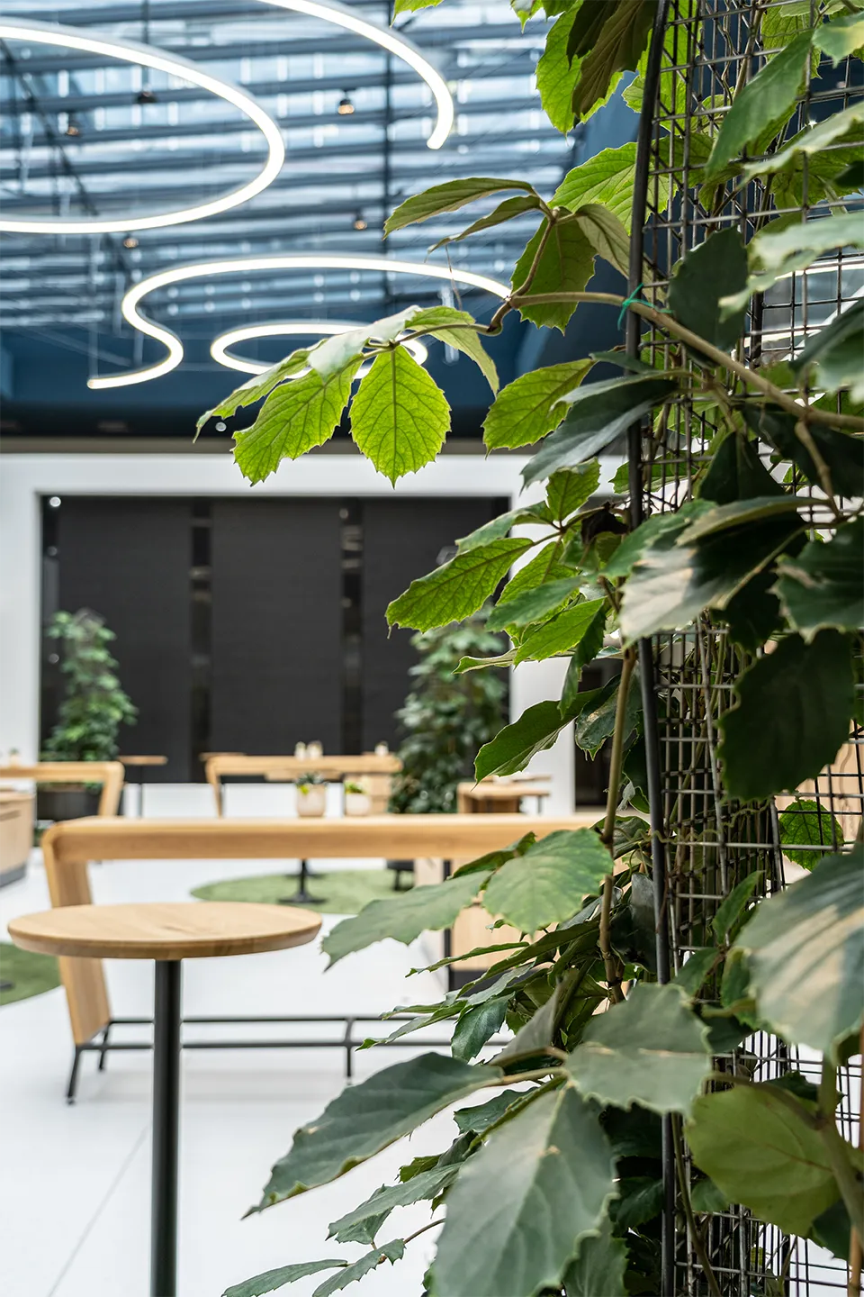 Nahaufnahme einer rankenden Zimmerpflanze auf einer Gitterstruktur im Atrium, dahinter Holztische und Ring-Pendelleuchten unter dem verglasten Dach.