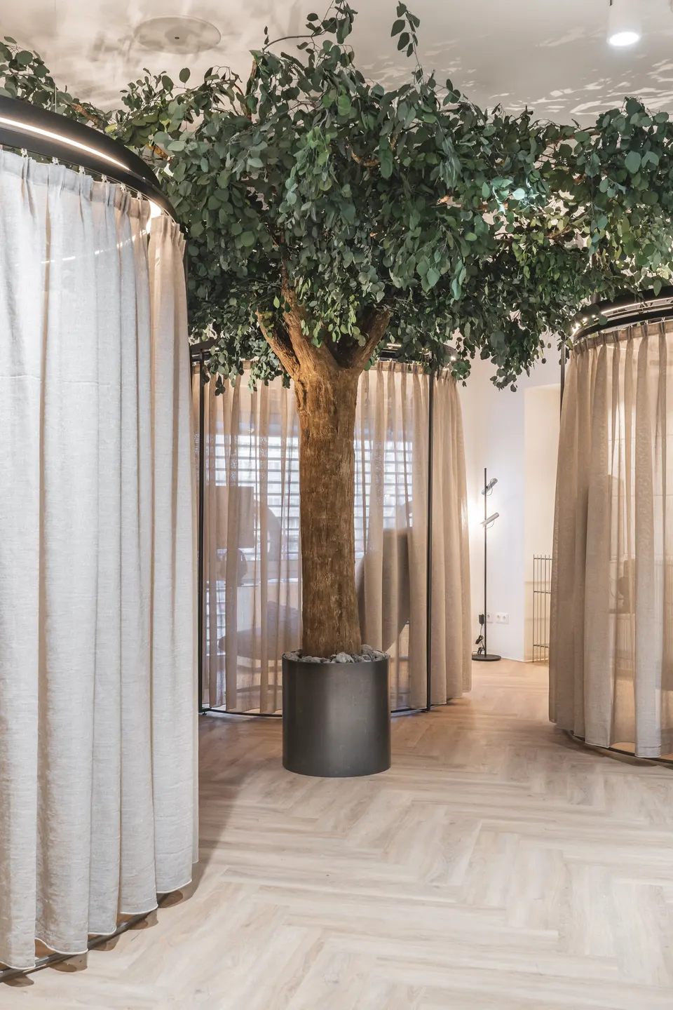 Großer Innenbaum im Behandlungsbereich von Biogena Diagnostics & Biohacking Wien, umgeben von halbtransparenten Vorhängen und hellem Fischgrätparkett