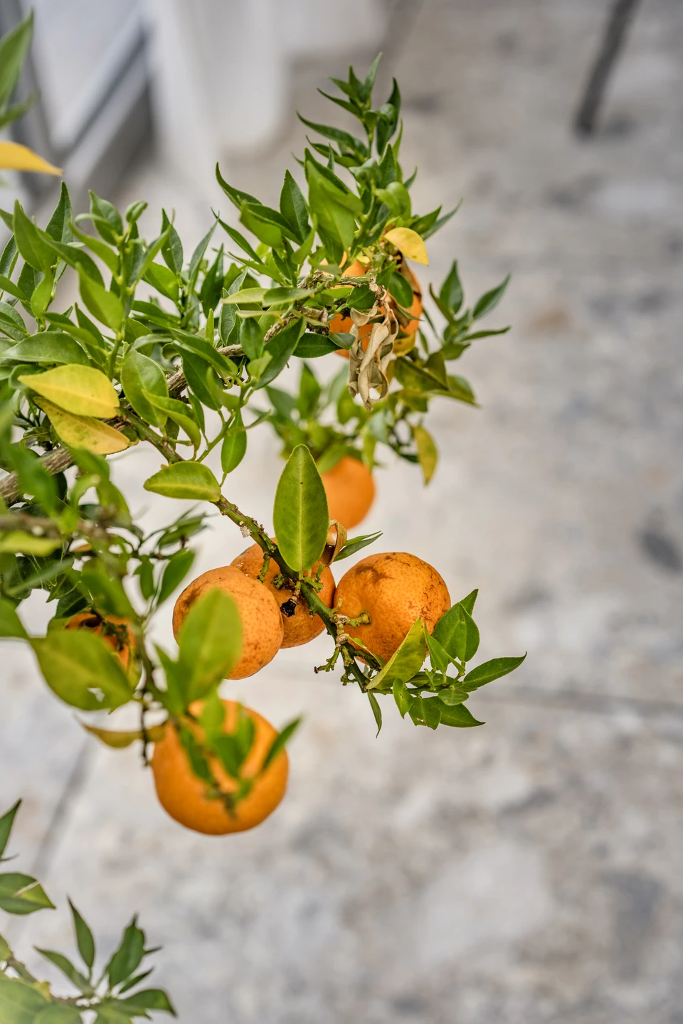 Detailaufnahme eines Orangenbäumchens mit reifen Mandarinen im Wintergarten des Restaurant Sam's in Eggelsberg.